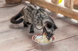 depositphotos_27970579-stock-photo-civet-viverrinae
