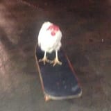 chicken