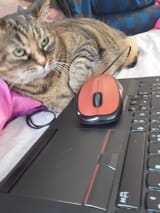 netsurfingmoose