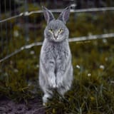 cabbit 7