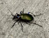 beetle