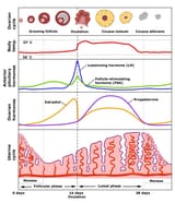 menstrualcycle