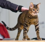 Toyger_-_Cornish_Rex_presentation_show_Riihimäki_2008-11-16_IMG_0101