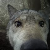 sniff