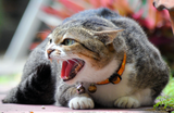 aggressive-cat