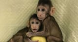 012318_DG_monkey-clones_main_REV