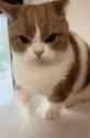 angry-angry-cat_thumb.jpg