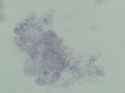 amscope_Zz0mkZJDVl_thumb.jpg