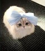 The cutest adorable thing ever 