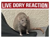 LIVE_DORY_REACTION