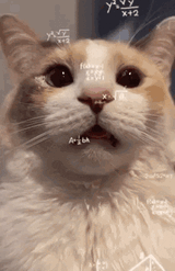 confused-cat-confused