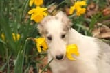 flower boy