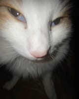 susbis
