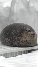 HD-wallpaper-fat-seal-and-enjoy-the-seal-animals-cute-plz-dont-copy-winter