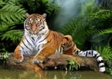 tiger