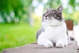 happy-cat_islam-zarat_Shutterstock
