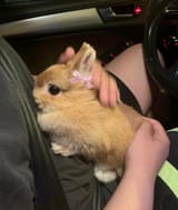 bun_LOVES_U