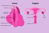 The-Vagina-Anatomy-And-How-It-Changes-Over-Time
