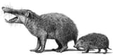 Deinogalerix_Gargano_fauna
