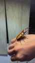Video by tch_beetle1333p1750522425717_All_Video_Downloader~2_thumb.jpg