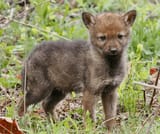 forest pup