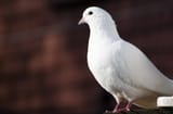pige