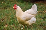 hen-5896345_1280