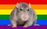 stupid fucking queer rat being gay af