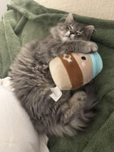 it4koijlmb8f1