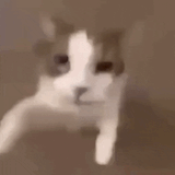 cat-kiss