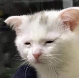 kat