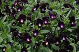 bowles black pansy