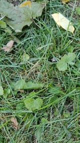 Compress_20250623_084655_5983