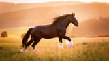 1-Shire-Biggest-Horse-Breeds-in-the-World-1280x720