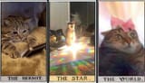 tarot cats