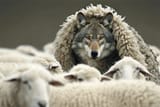 Wolf-in-Sheeps-Clothing