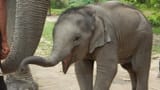 baby-elephant-calf-smiling