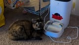 the-face-of-someone-who-unplugged-her-own-food-dispenser-v0-c6zlsln0w6rd1