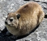 Hyrax_on_the_Rocks