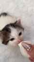 Video by kittyheaven31333p1750716704925_All_Video_Downloader~2_thumb.jpg