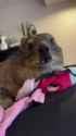 hyrax-cute_thumb.jpg