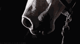 horse power