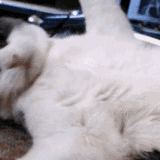 panic-cat