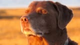 dog_