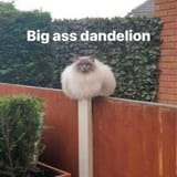 big ass dandelion.jfif