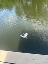catfish