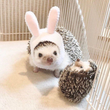 hedgehog_bunny