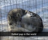 Doggo_33dfec_7741679