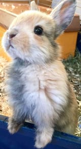 amazing_playful_little_bunny_rabbit_113270170858196