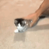 foiled